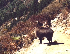 Bergziegen kreuzen unseren Weg