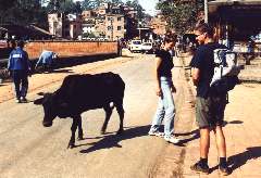 Für Nicht-Hindus sehr ungewöhnlich im Straßenbild: Heilige Kuh im Tempelbezirk Pashupatinath